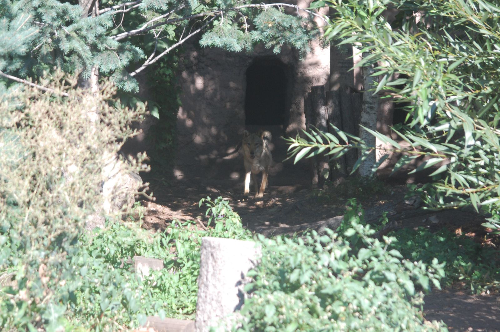 DSC 4207