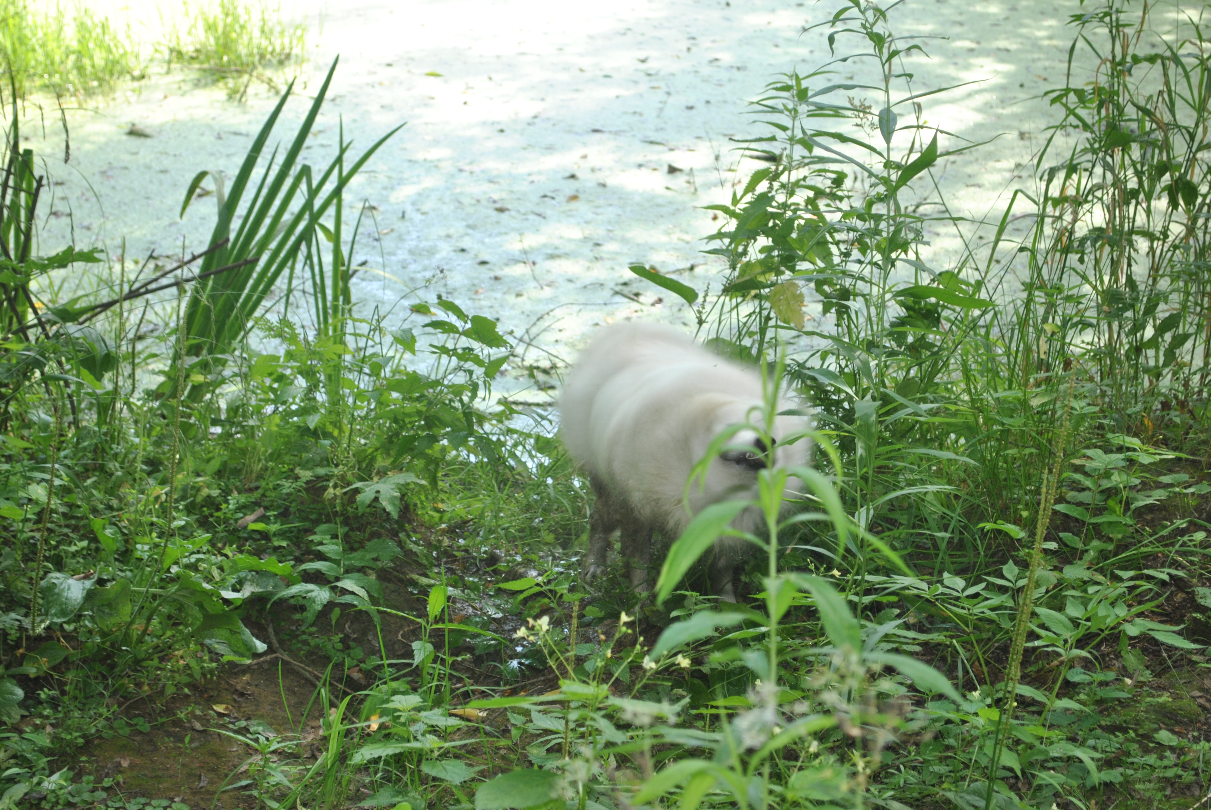 DSC_0158.JPG