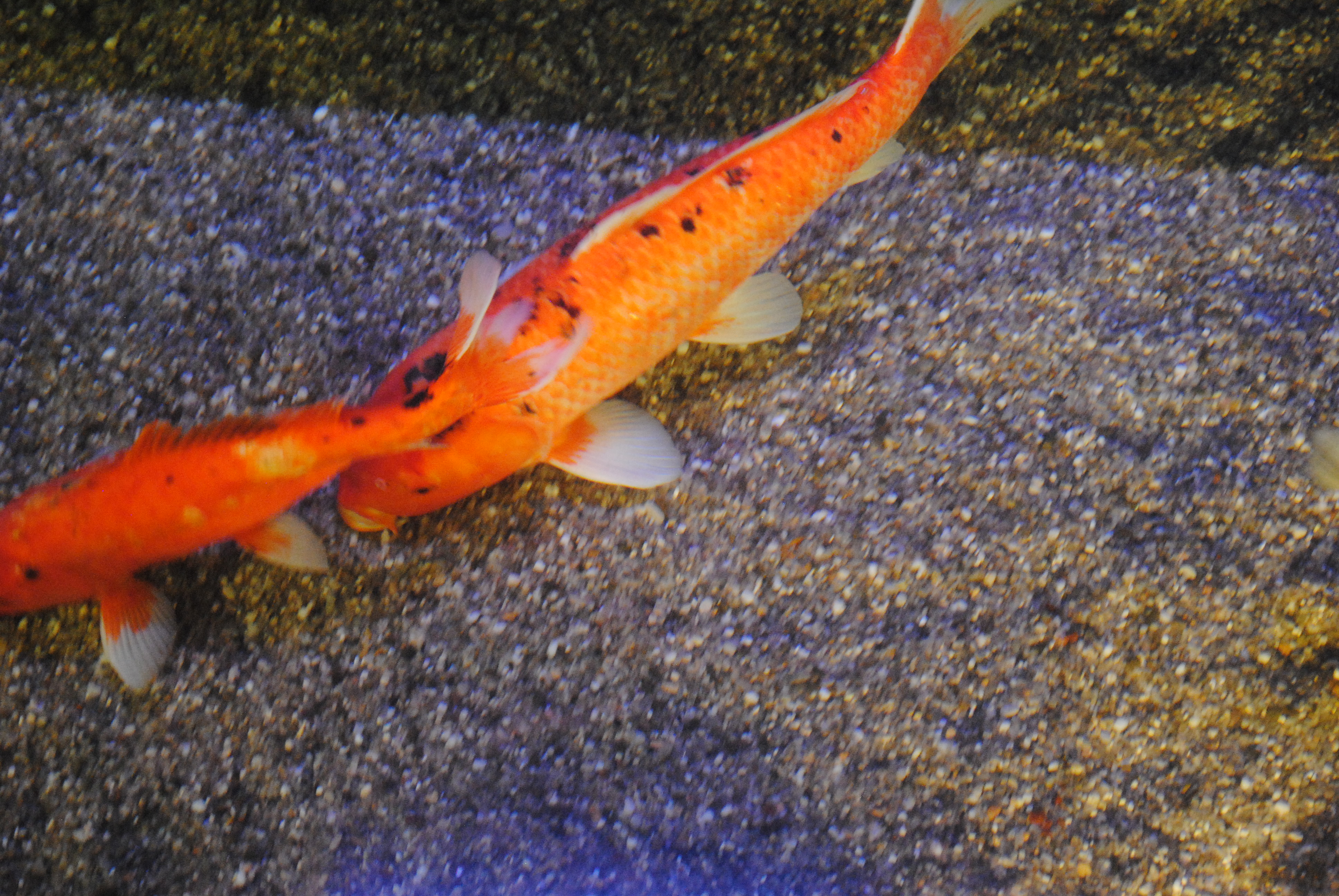 DSC_0272.JPG