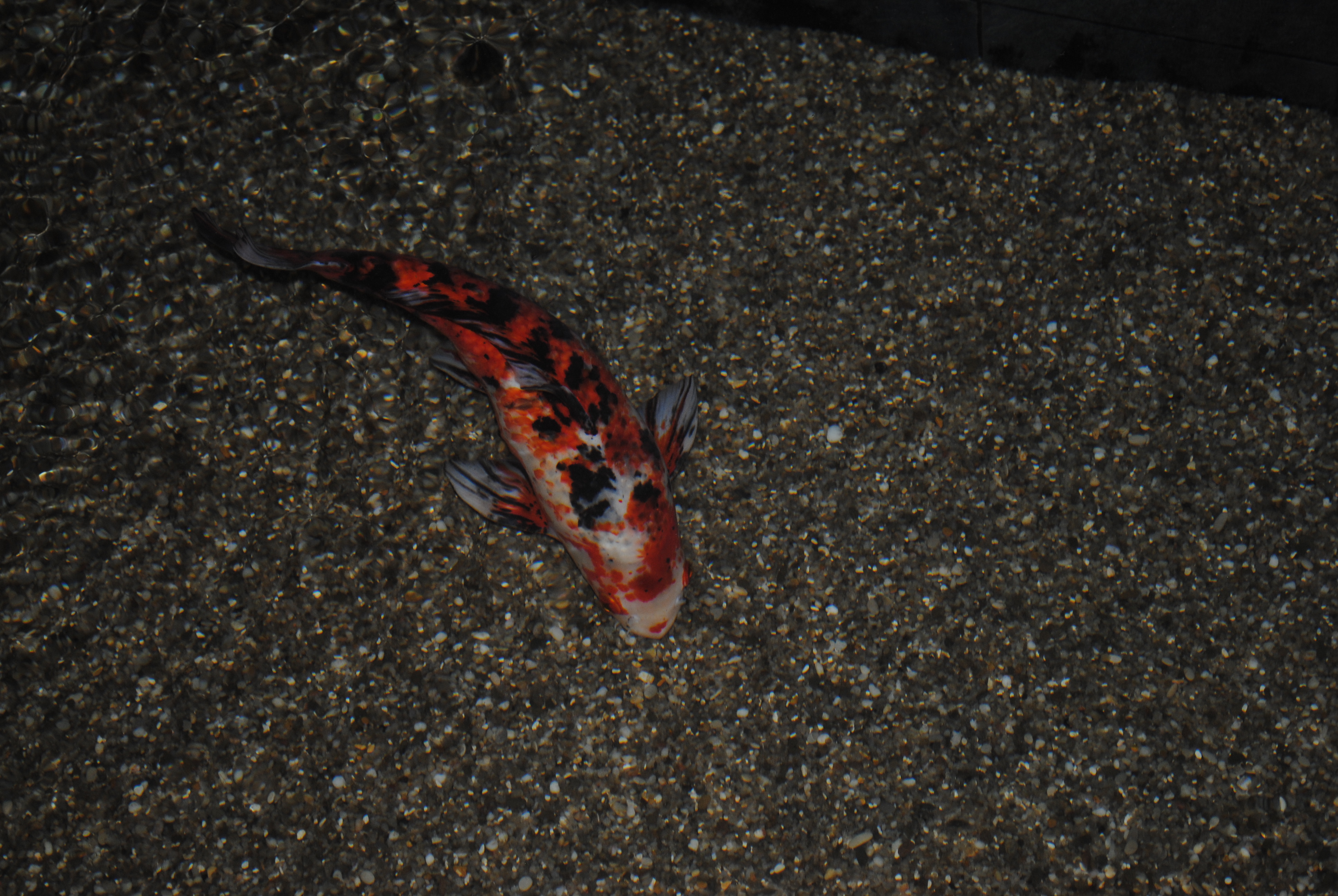 DSC_0273.JPG