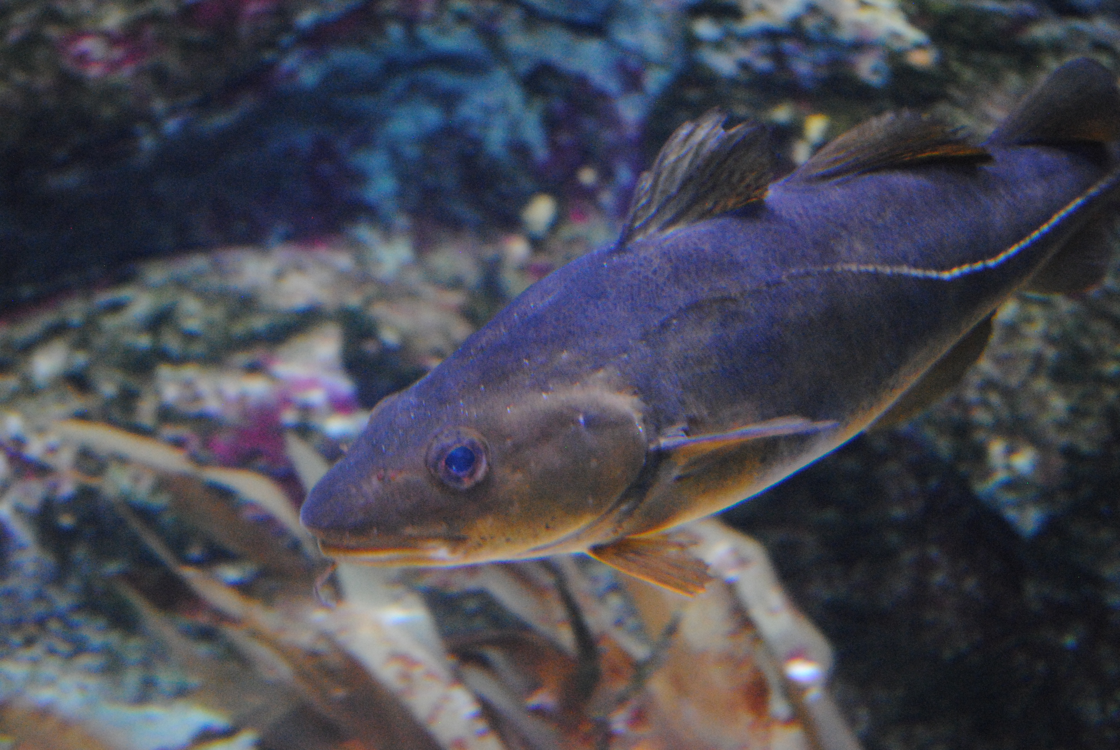 DSC_0294.JPG