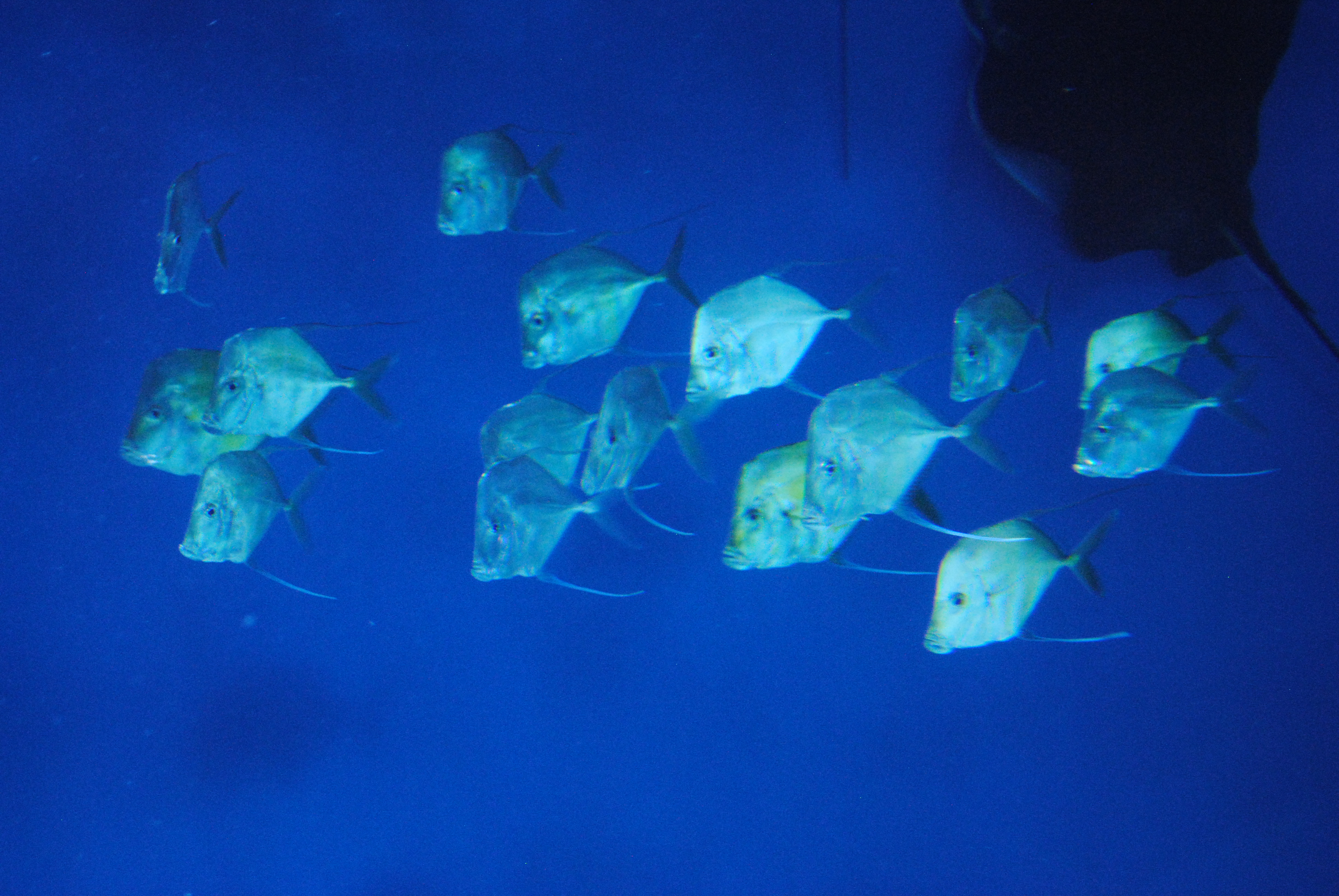 DSC_0297.JPG