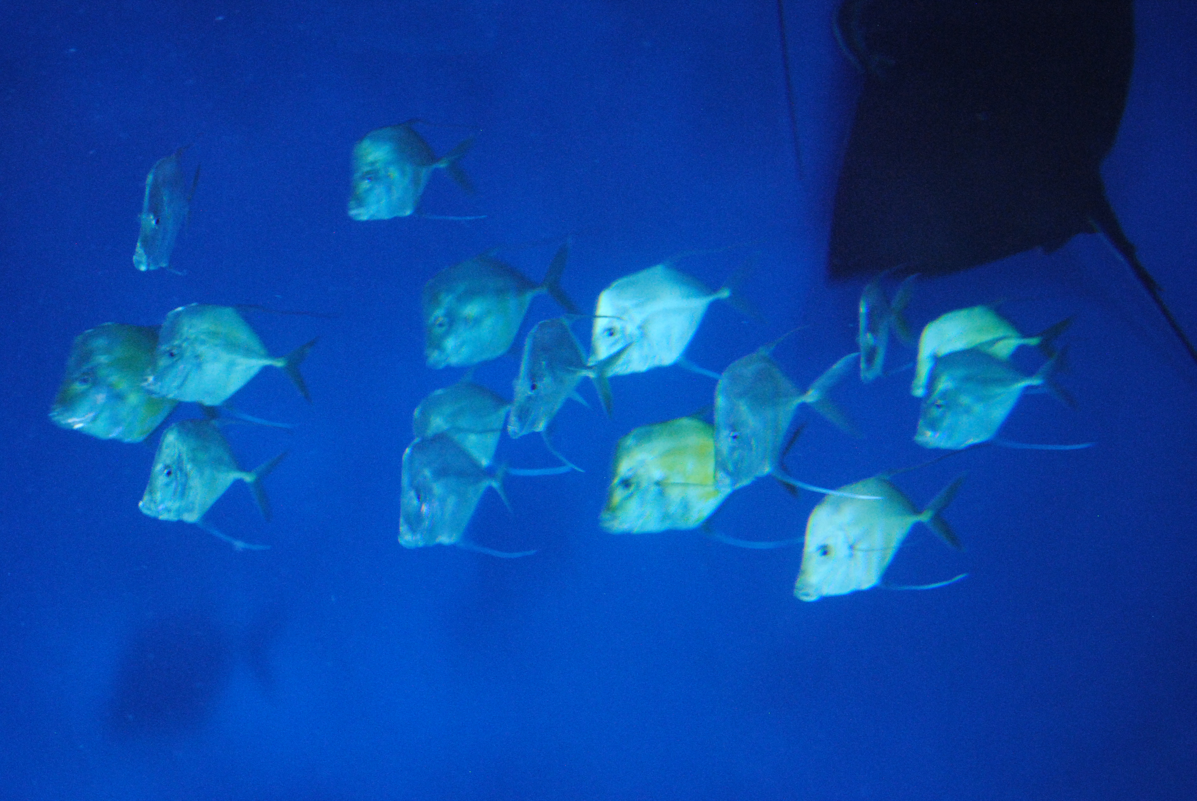 DSC_0298.JPG