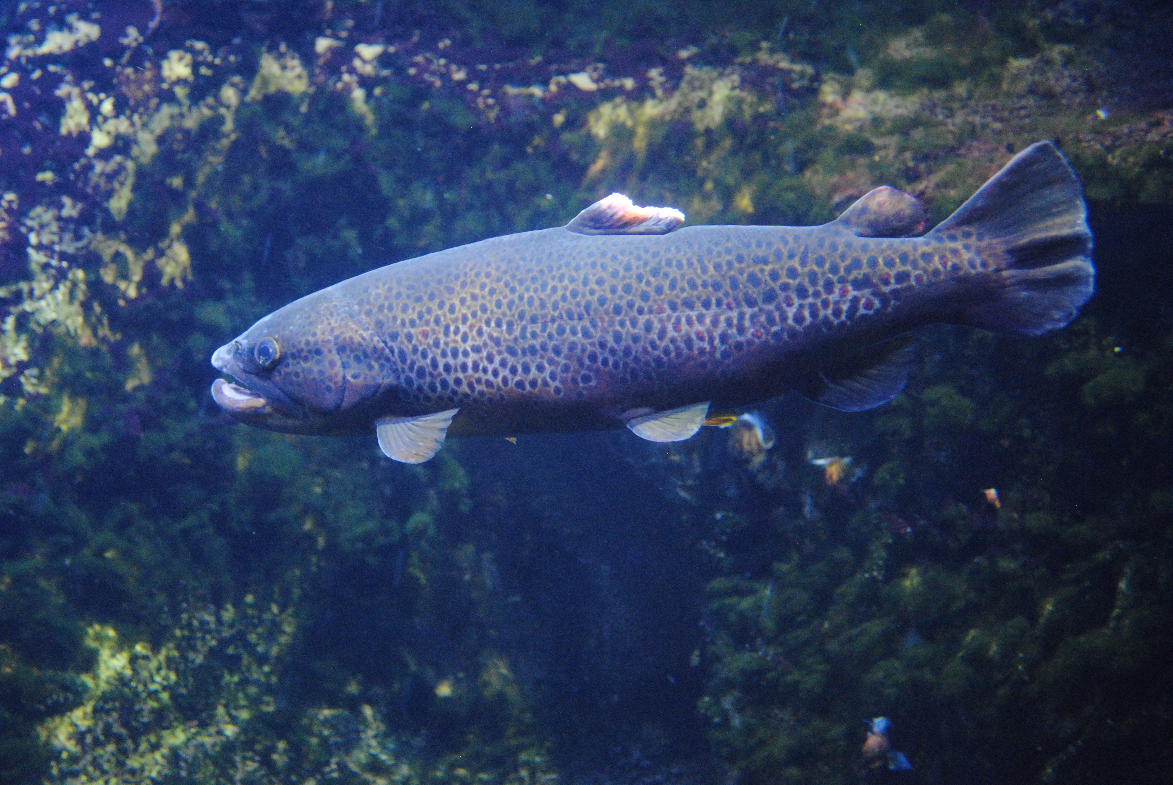 DSC_0308.JPG