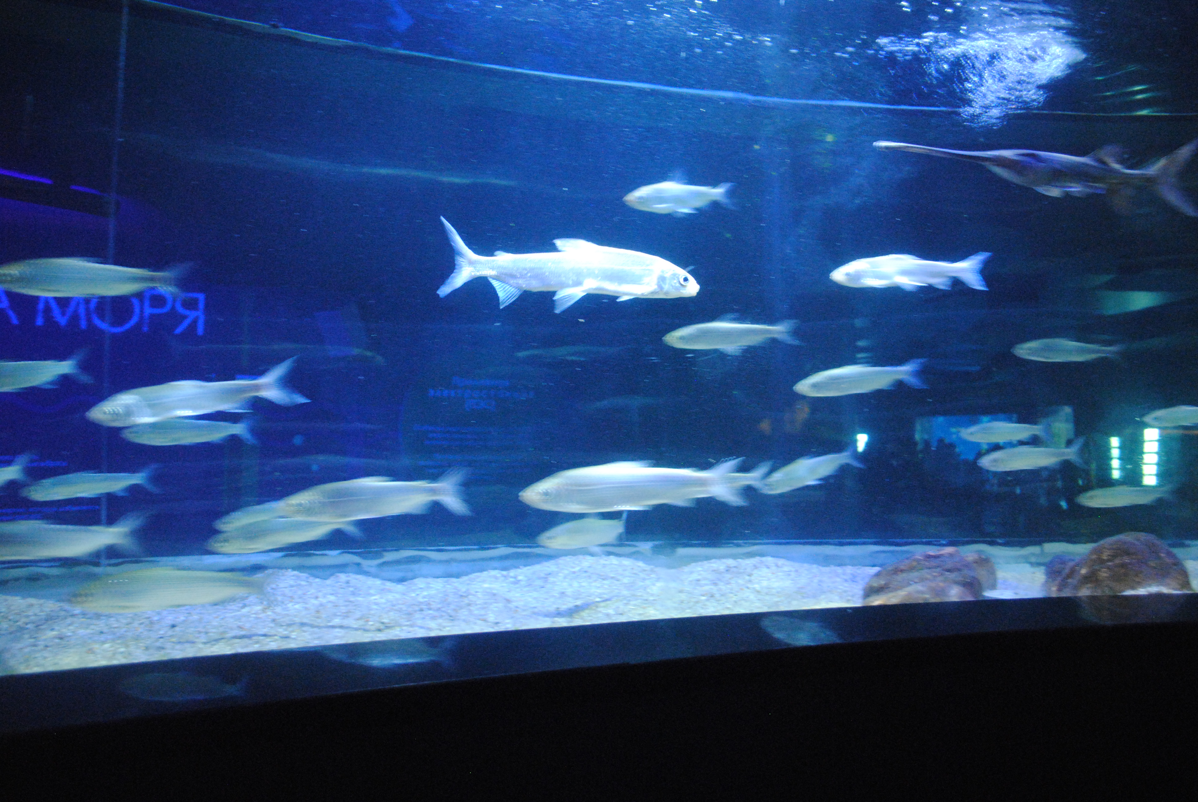 DSC_0324.JPG