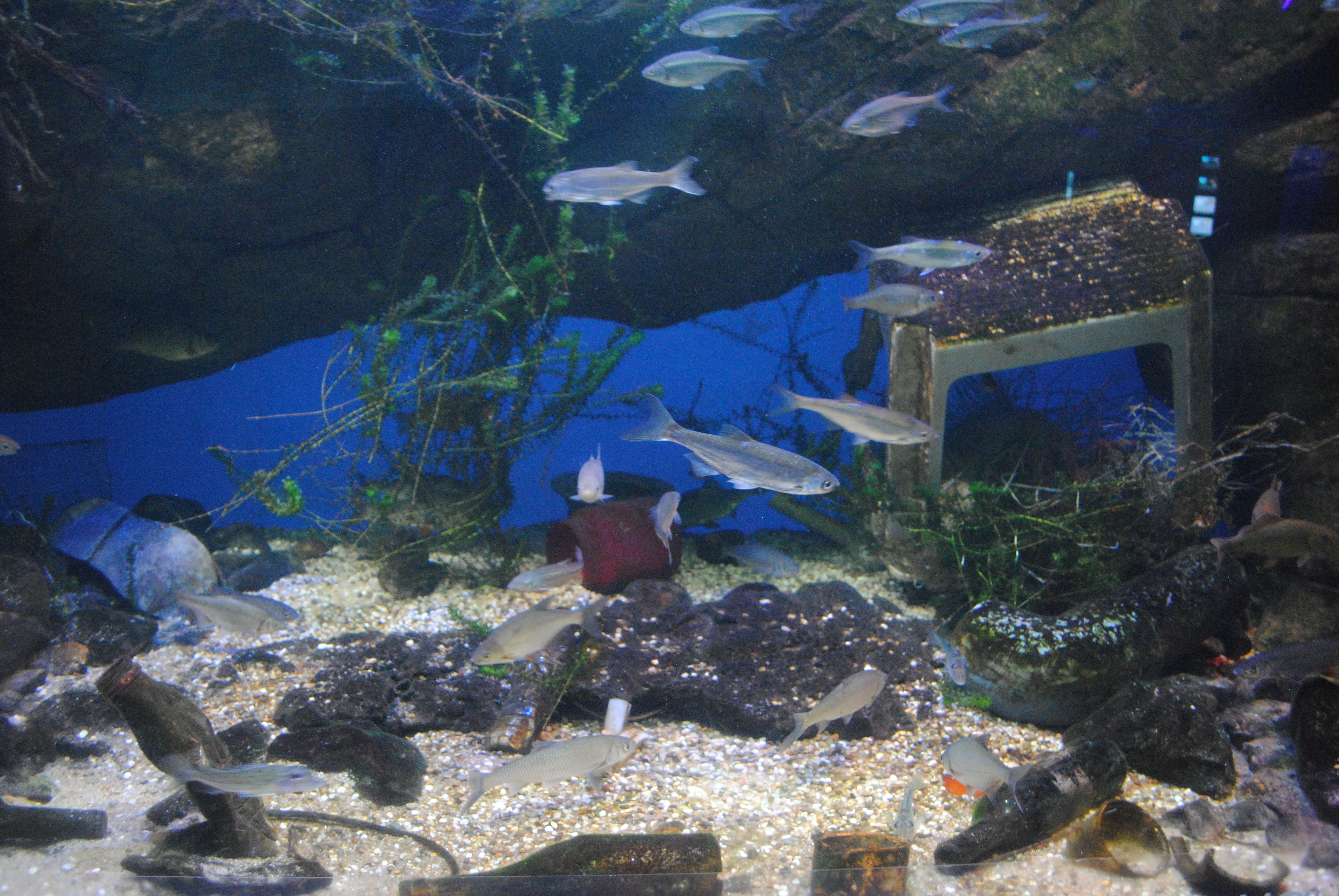 DSC_0335.JPG