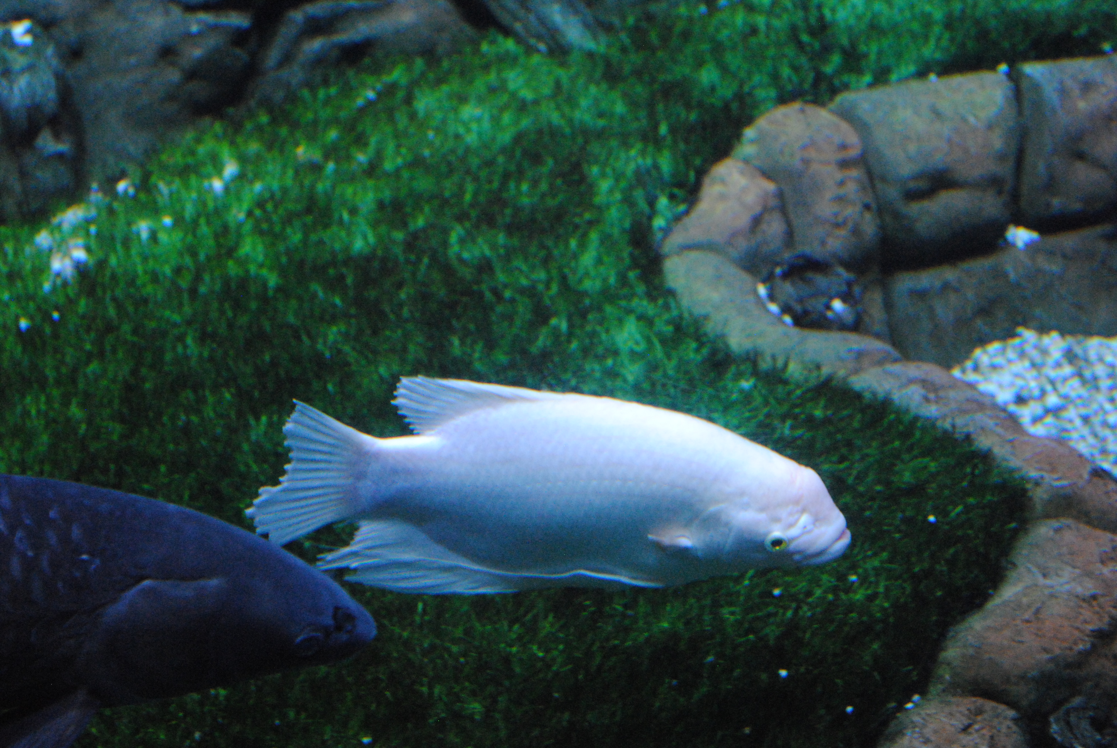 DSC_0339.JPG