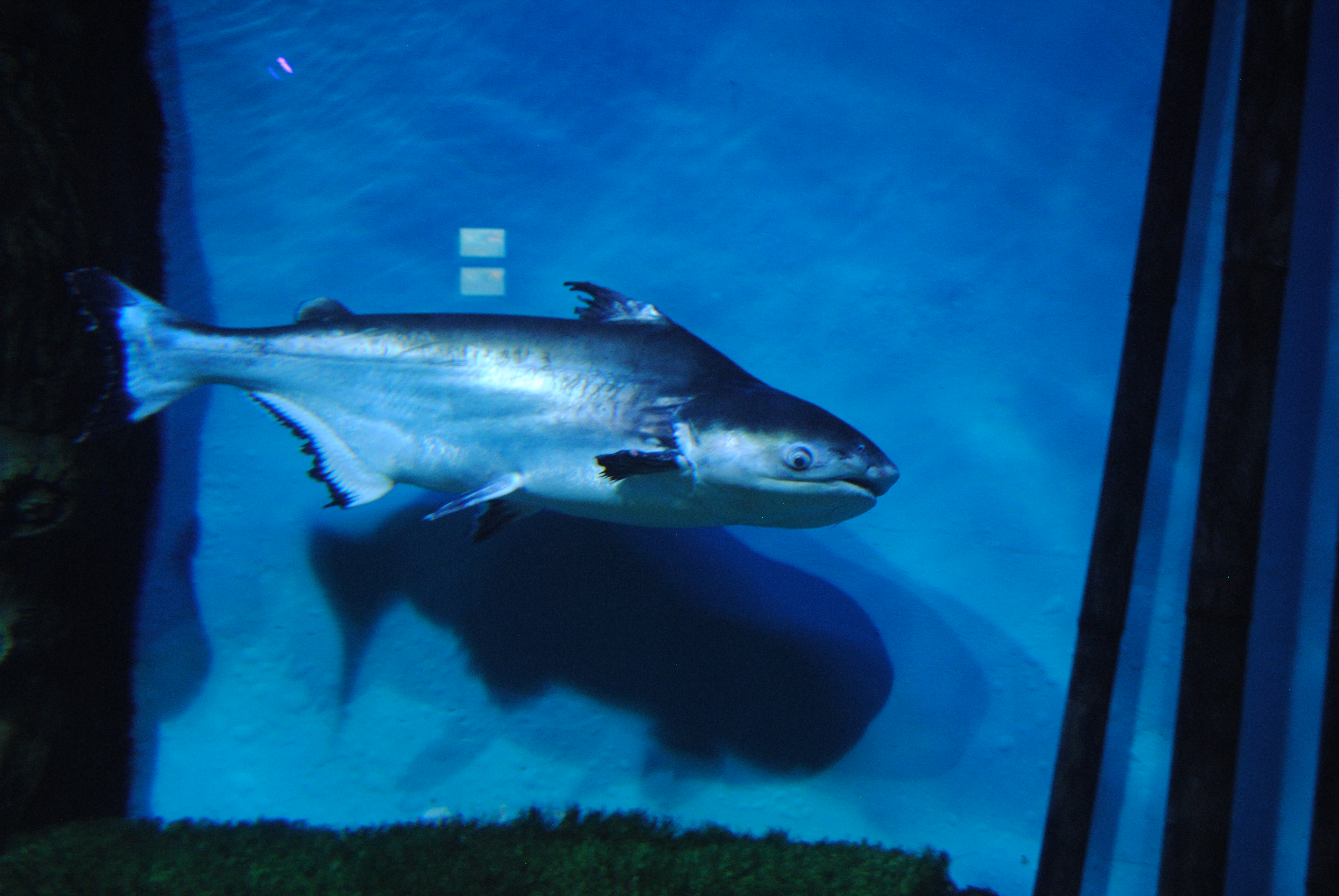 DSC_0348.JPG