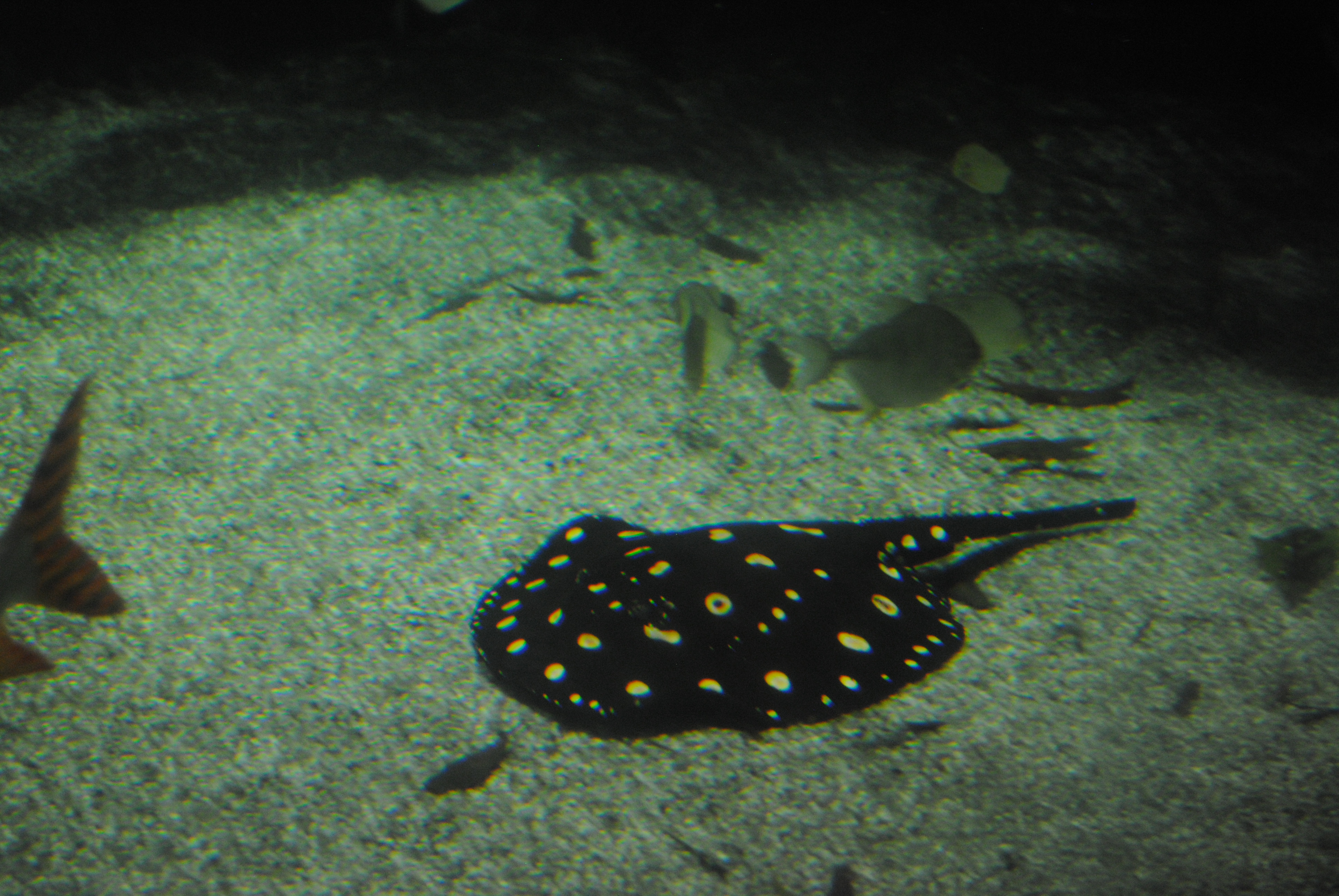 DSC_0396.JPG