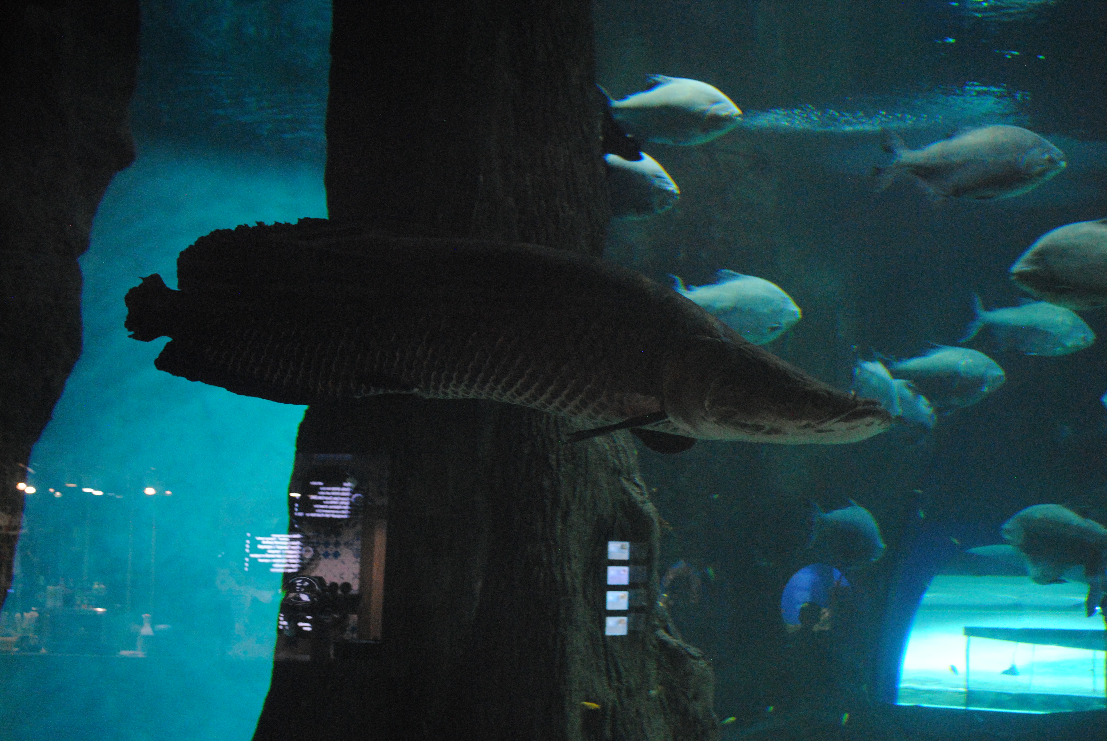 DSC_0421.JPG