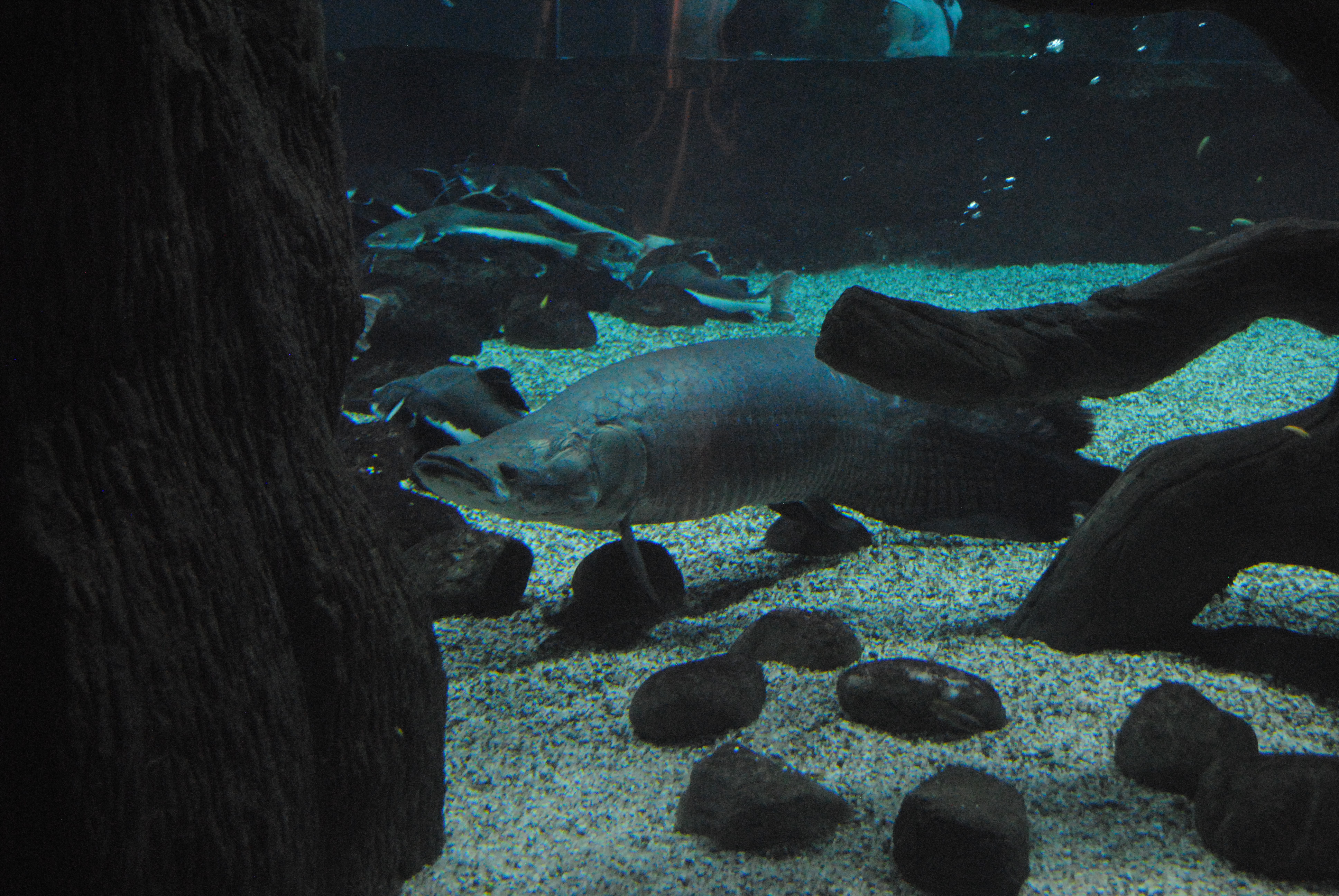 DSC_0424.JPG