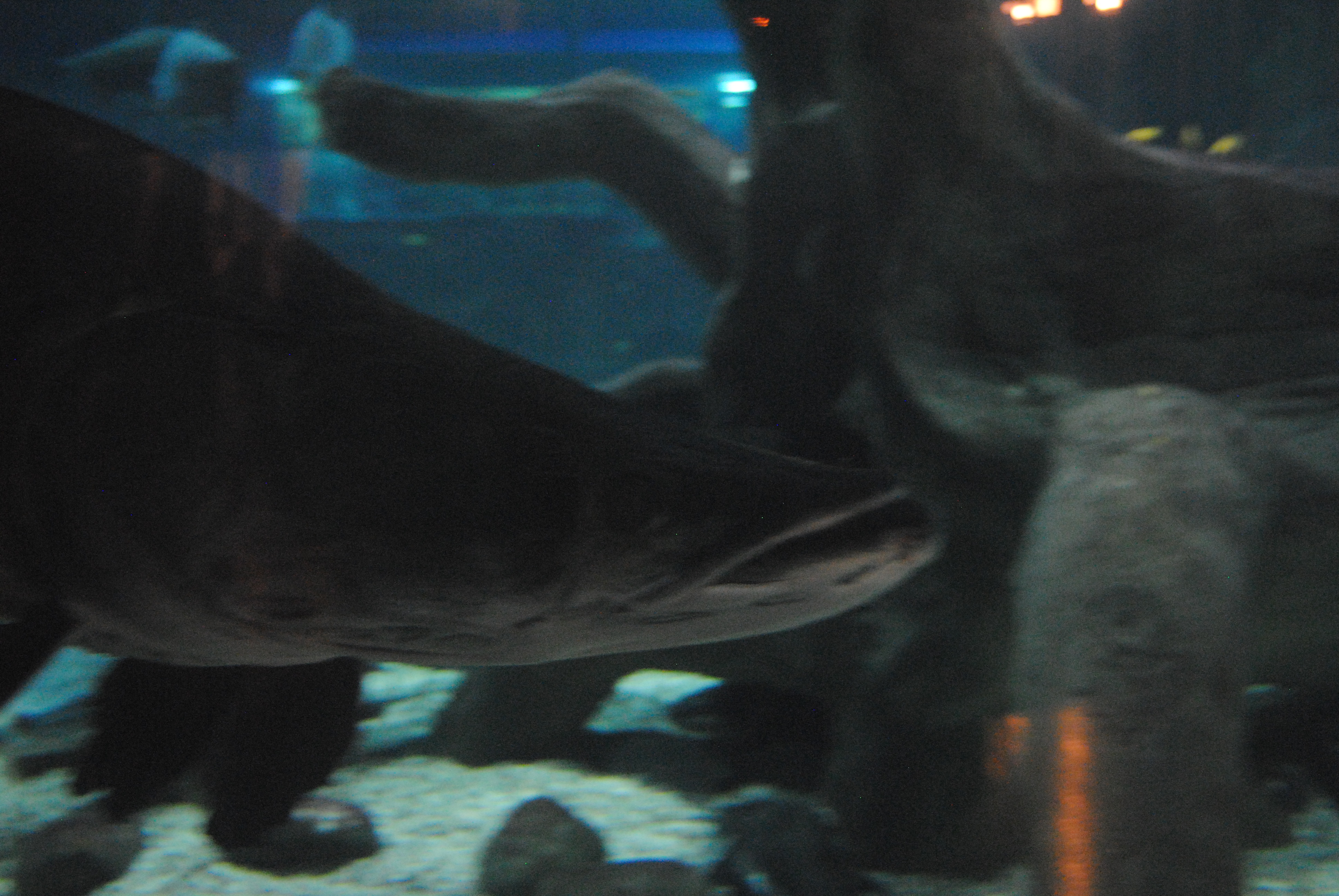 DSC_0427.JPG