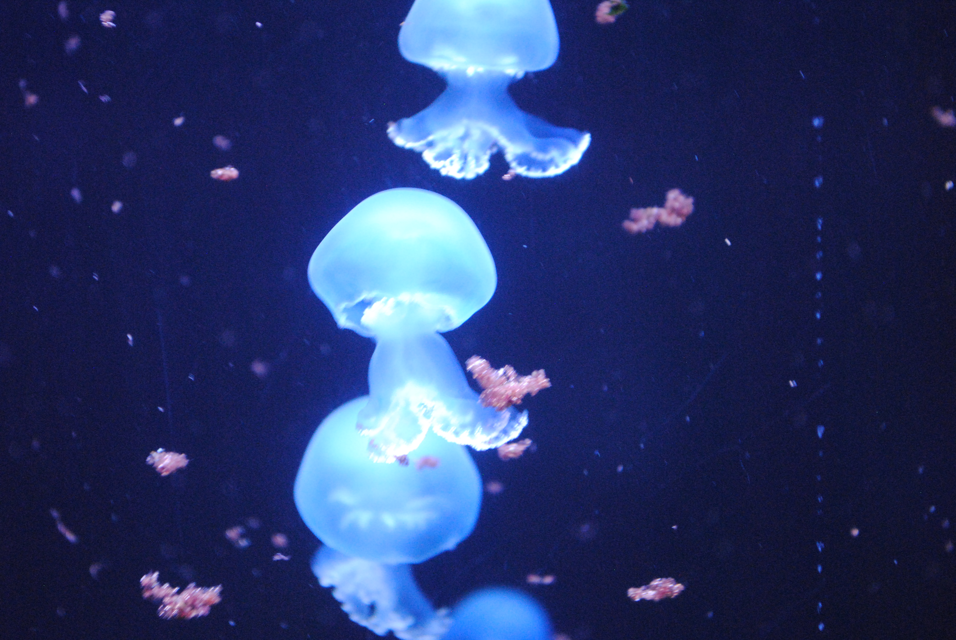 DSC_0434.JPG