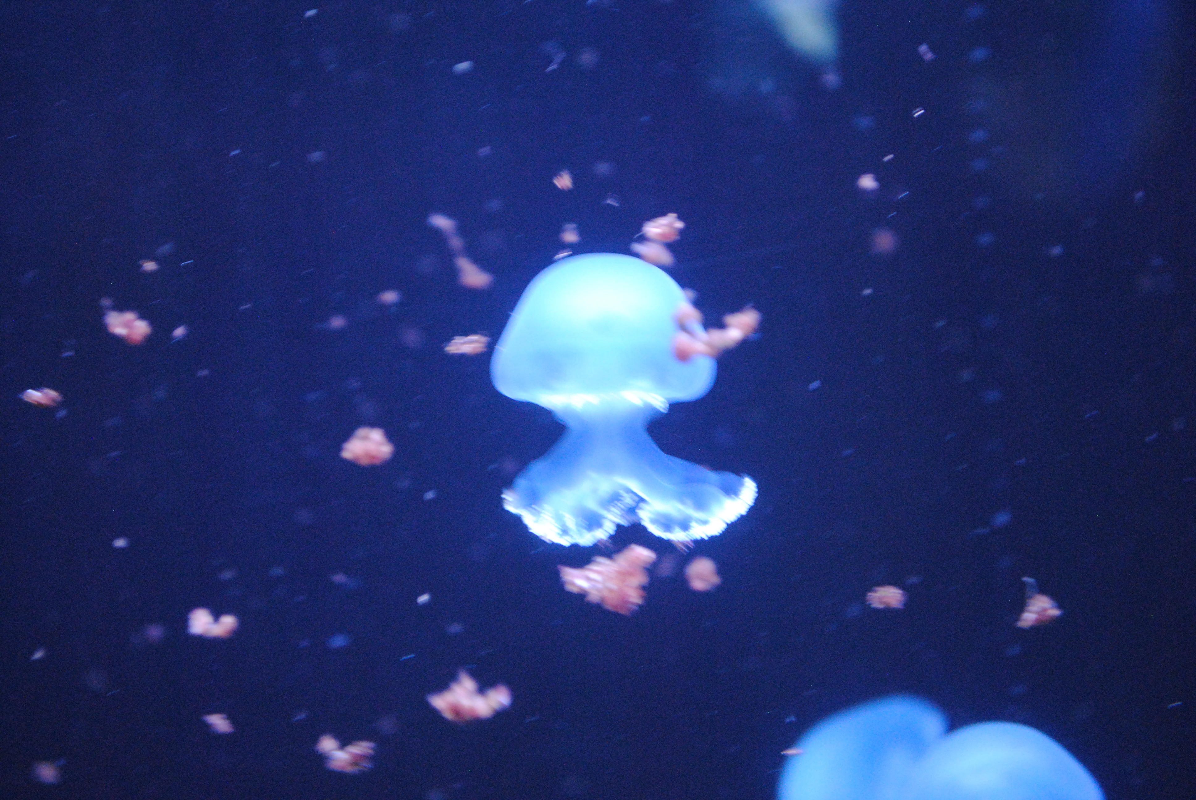 DSC_0436.JPG