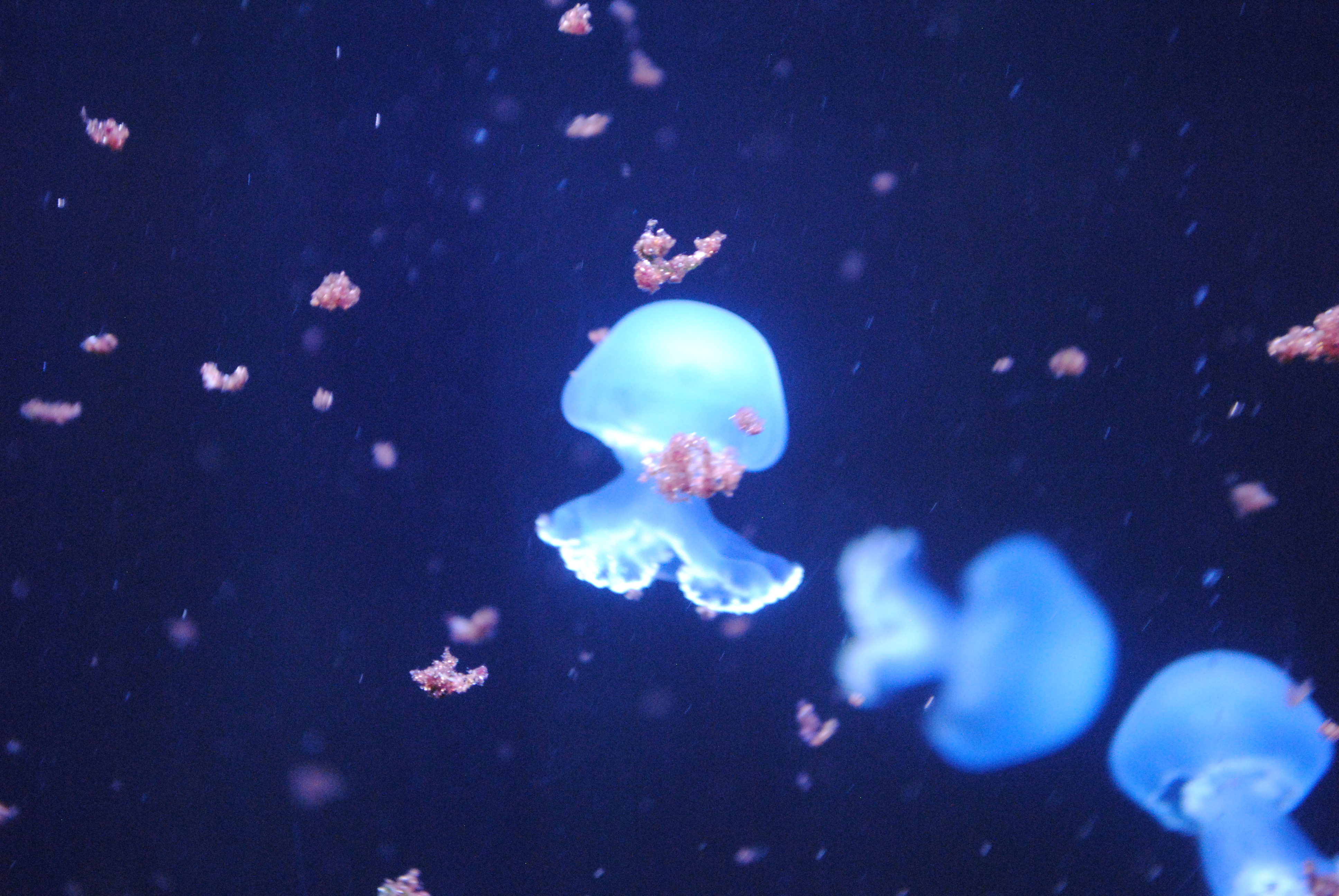 DSC_0437.JPG