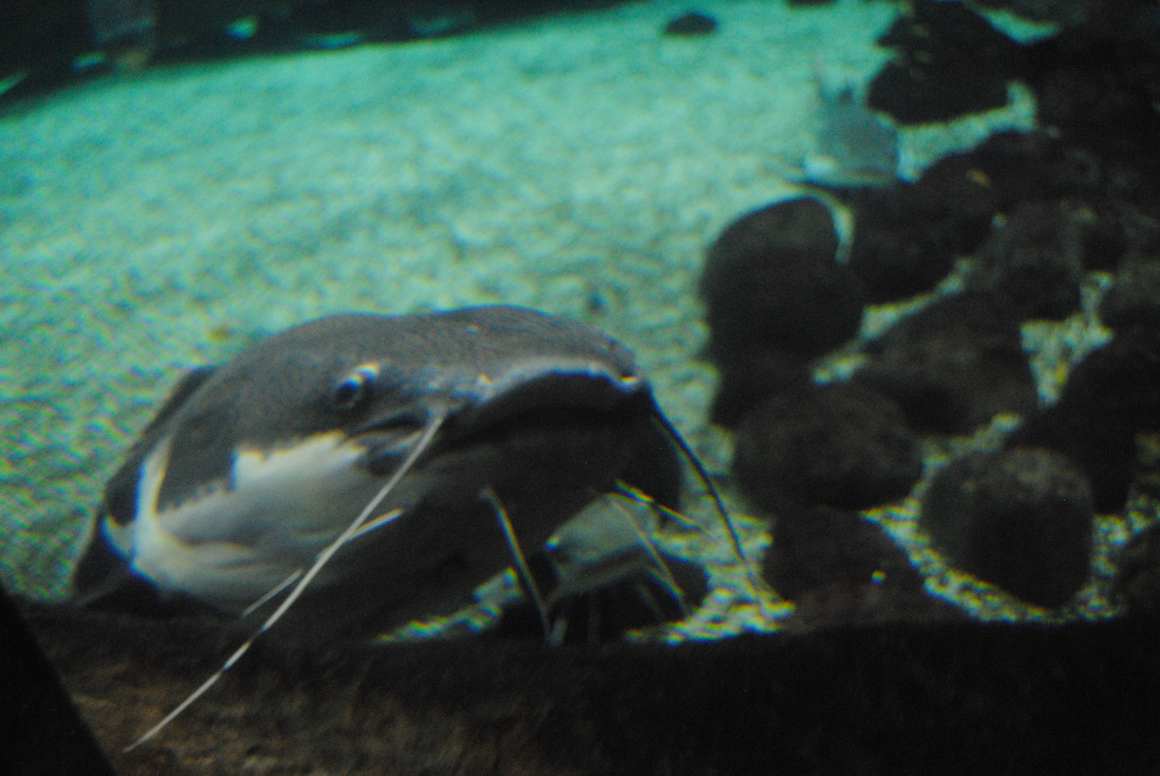 DSC_0457.JPG