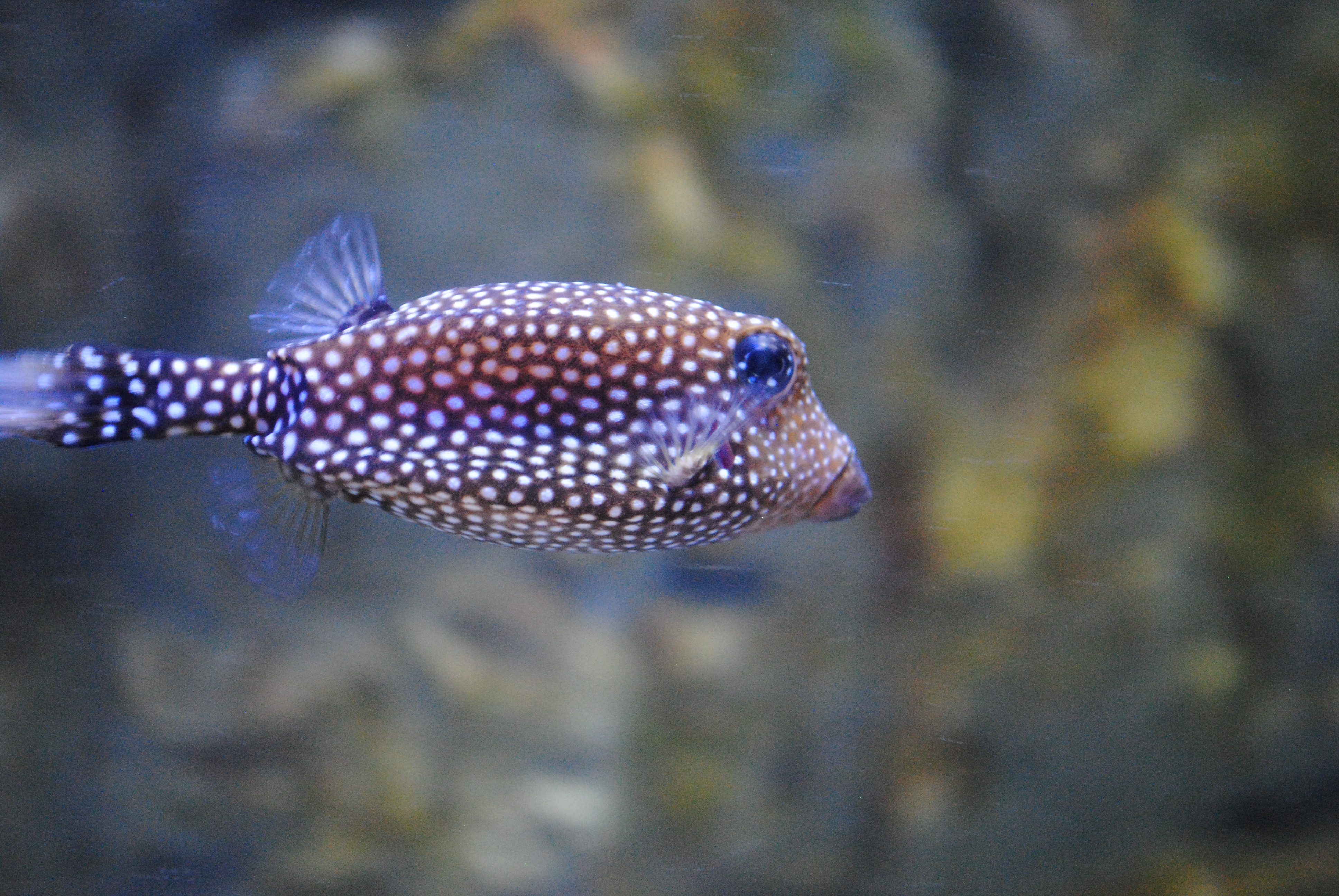 DSC_0499.JPG