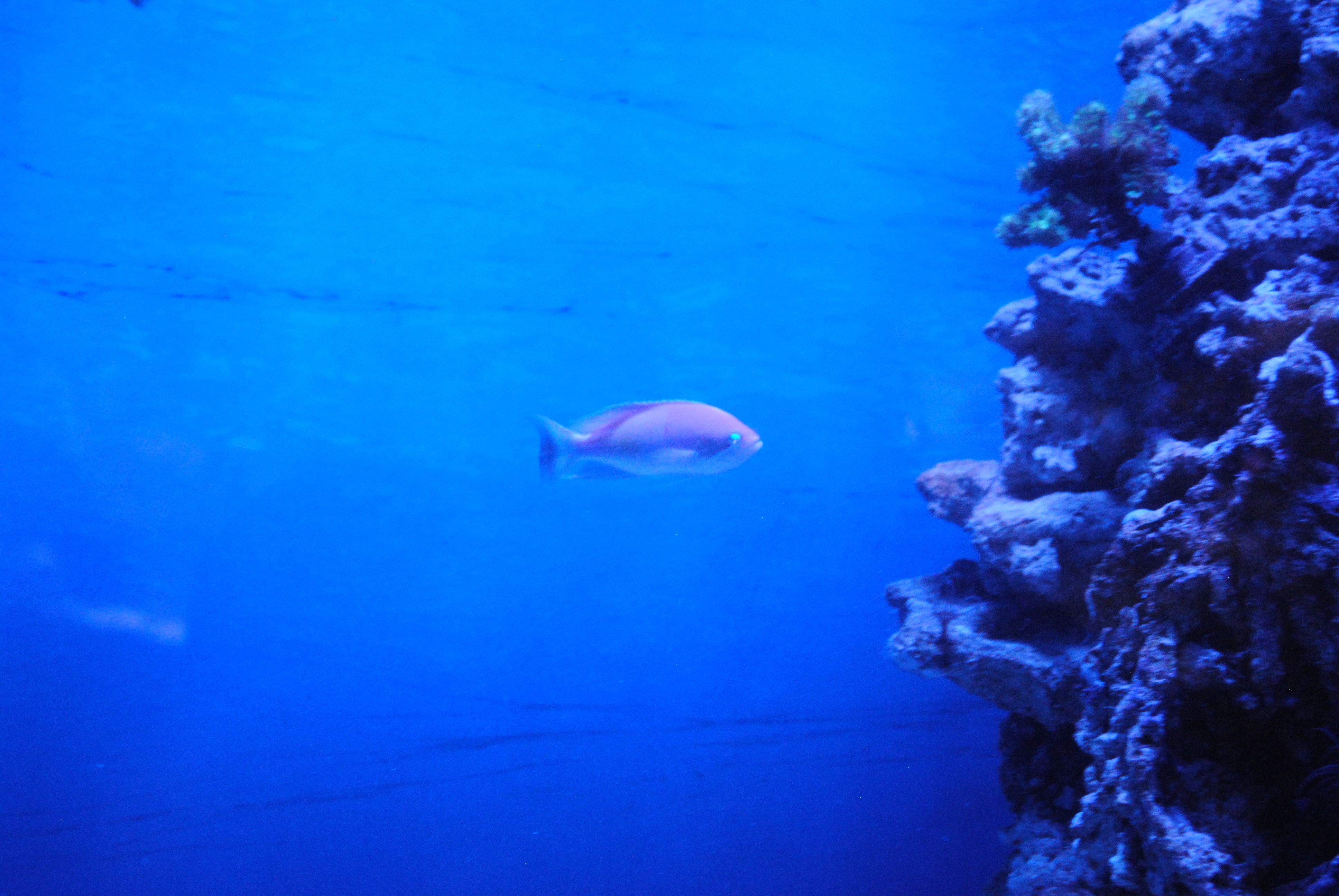 DSC_0524.JPG