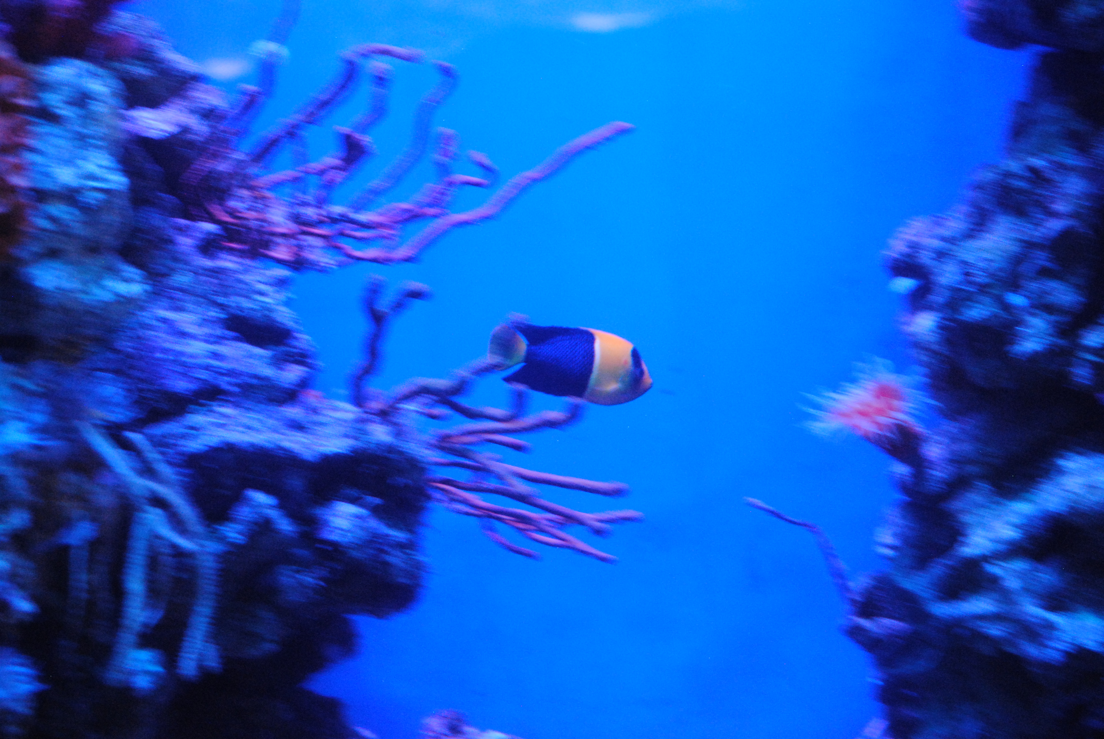 DSC_0527.JPG