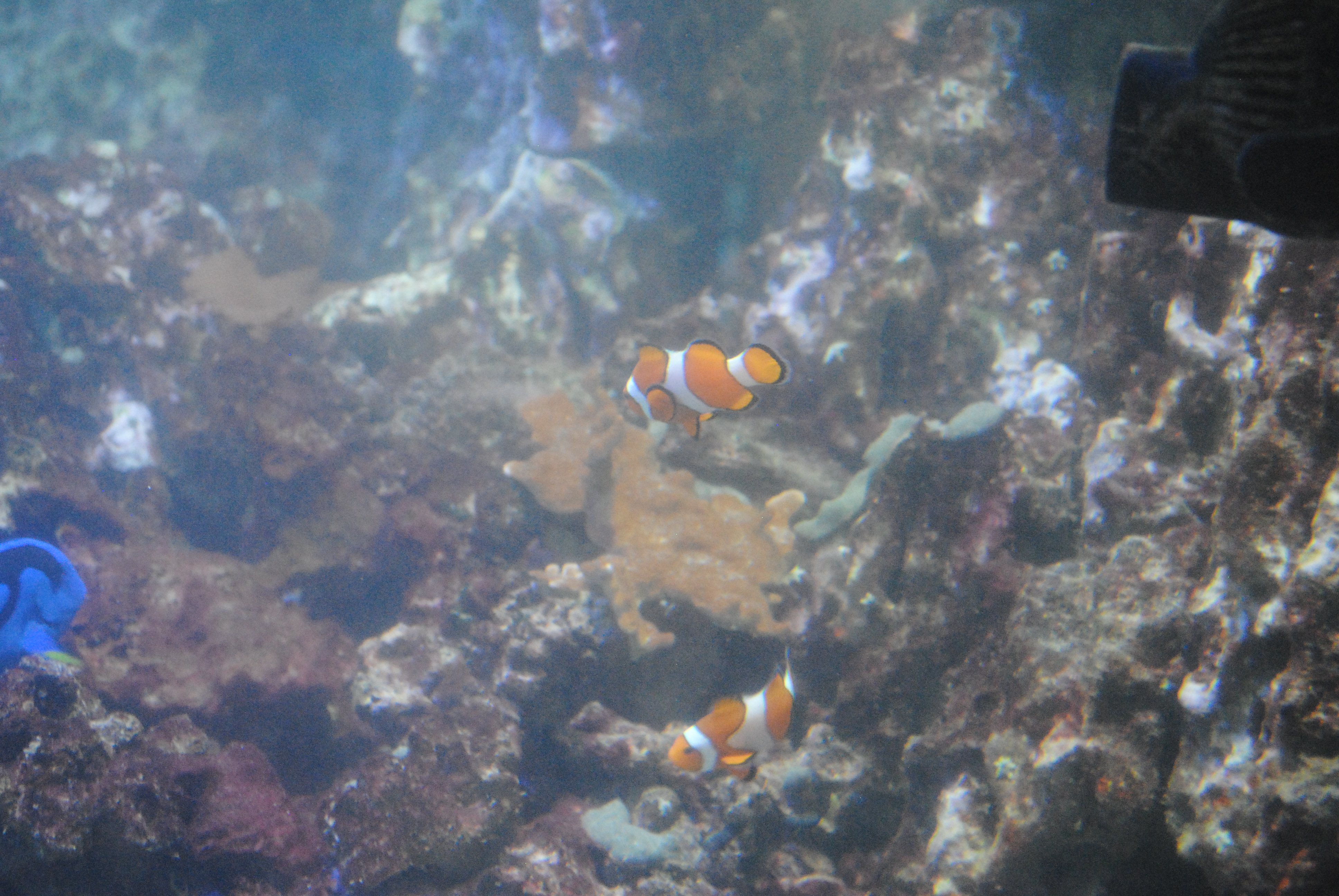 DSC_0536.JPG