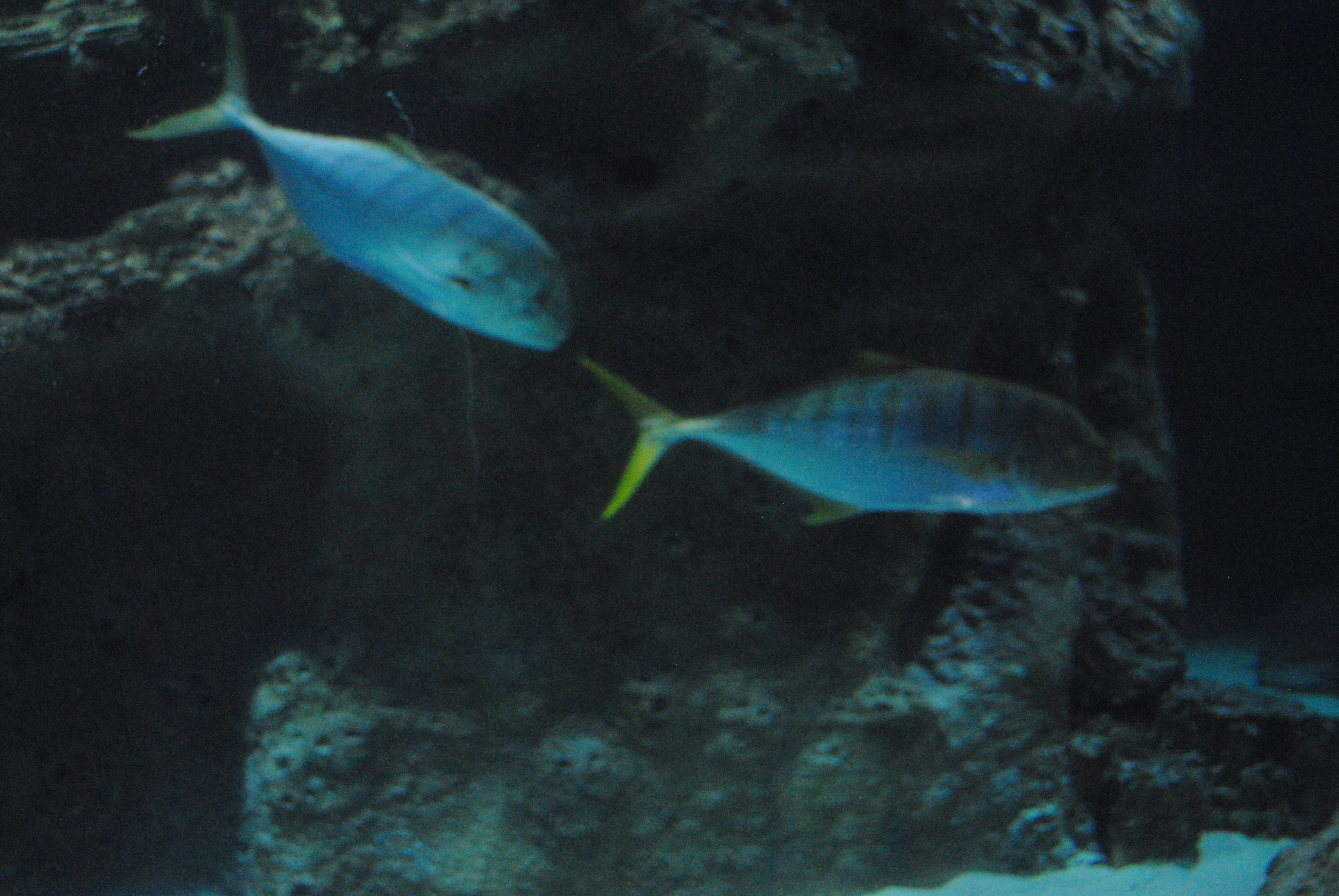 DSC_0542.JPG