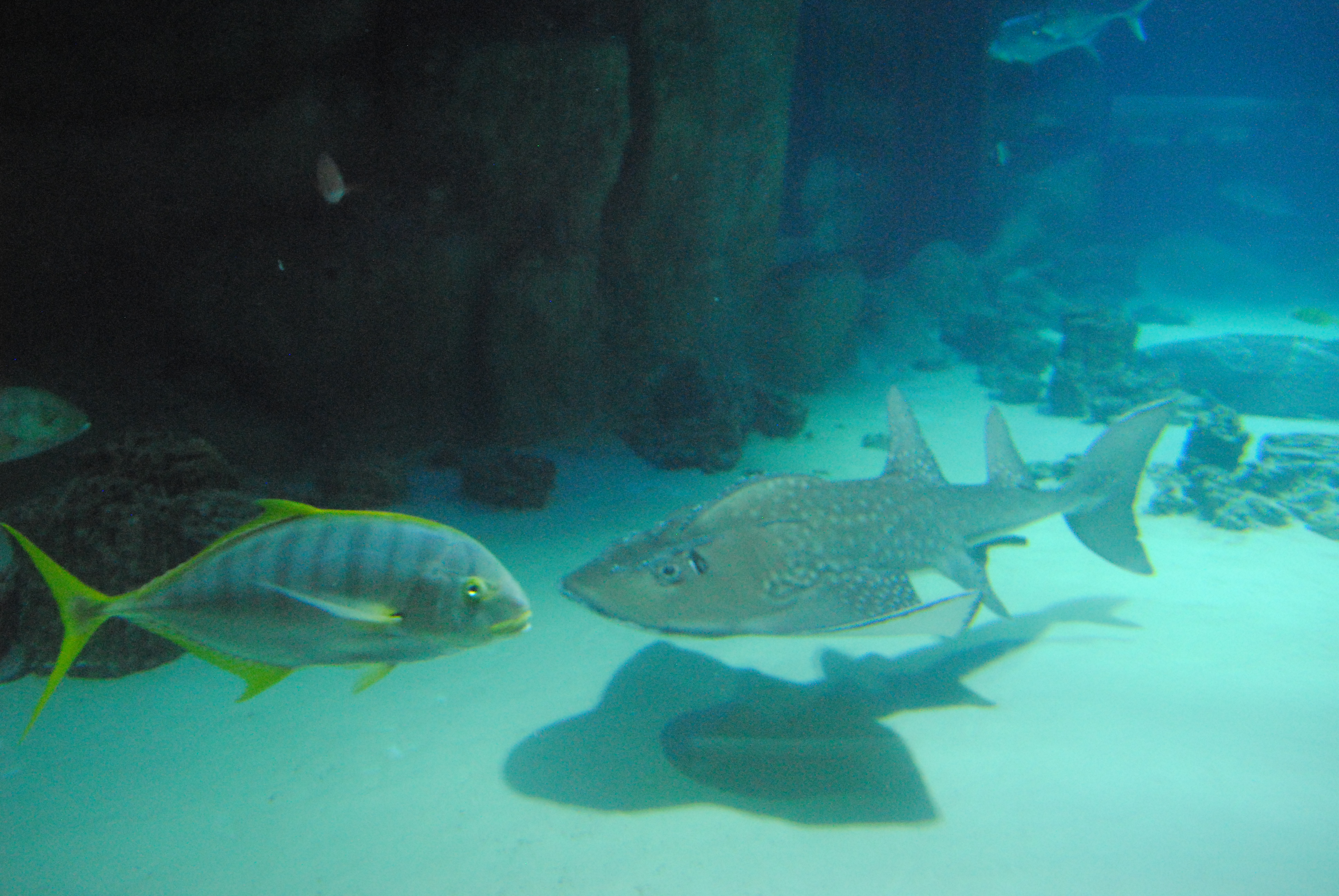 DSC_0559.JPG
