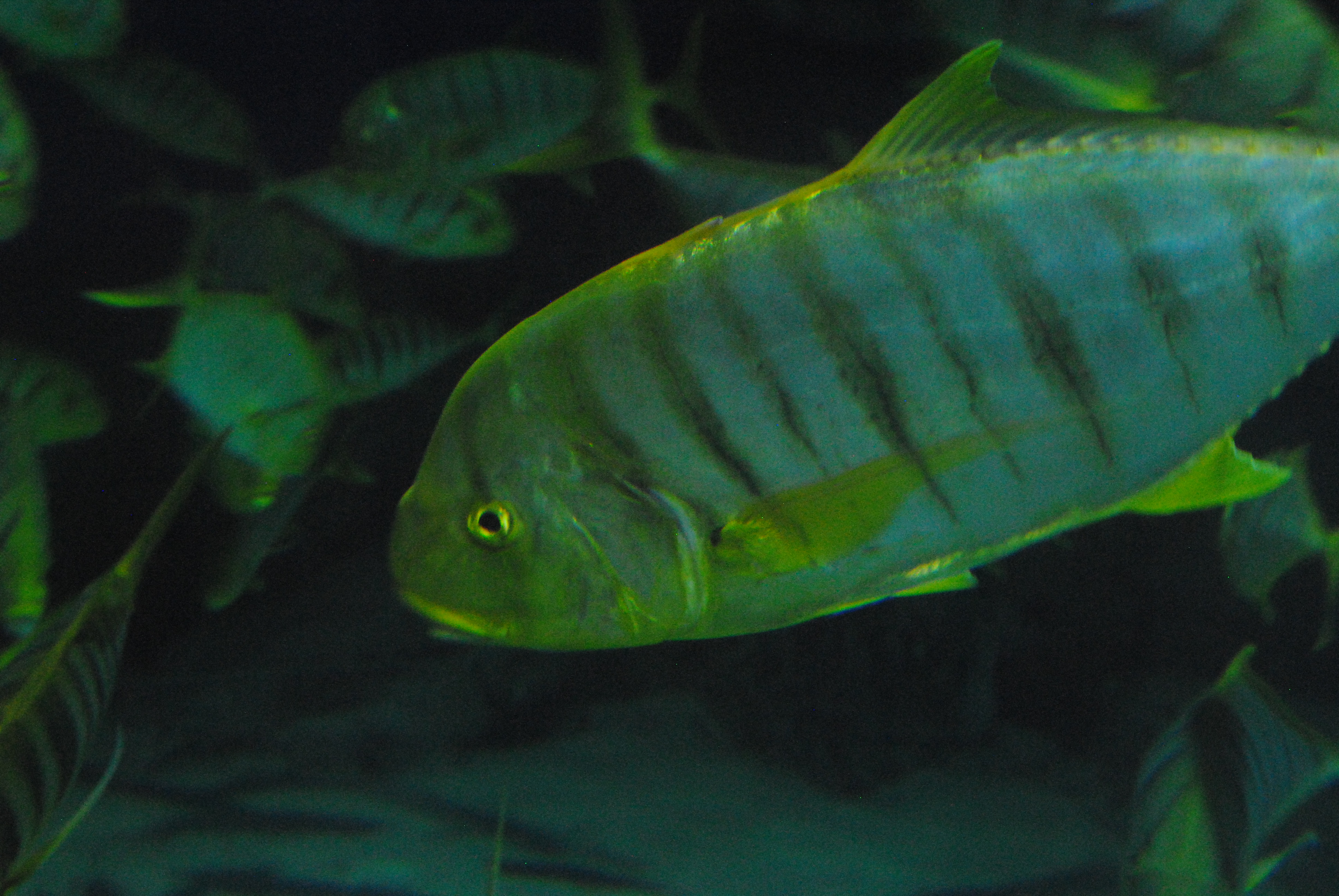 DSC_0584.JPG