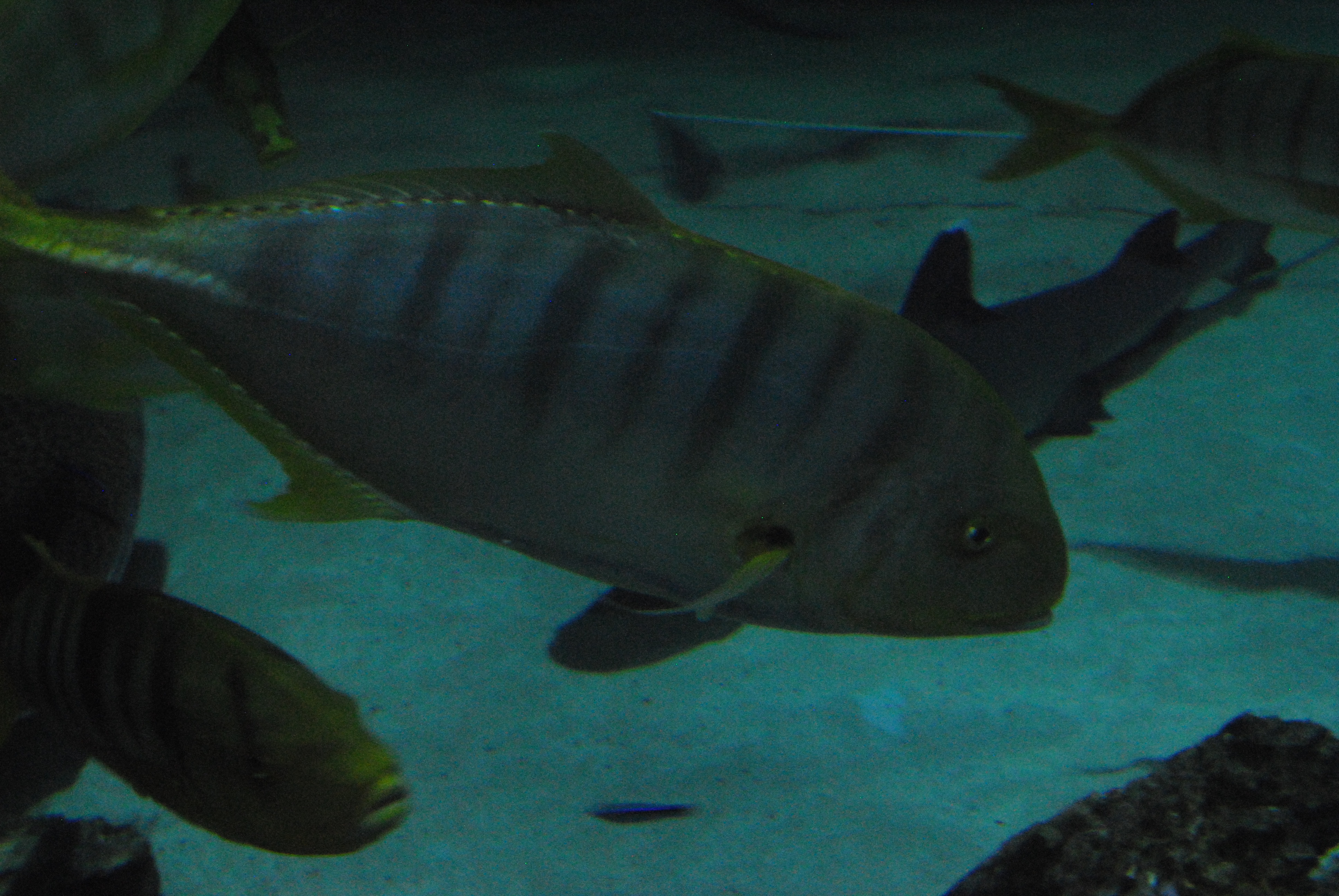 DSC_0585.JPG
