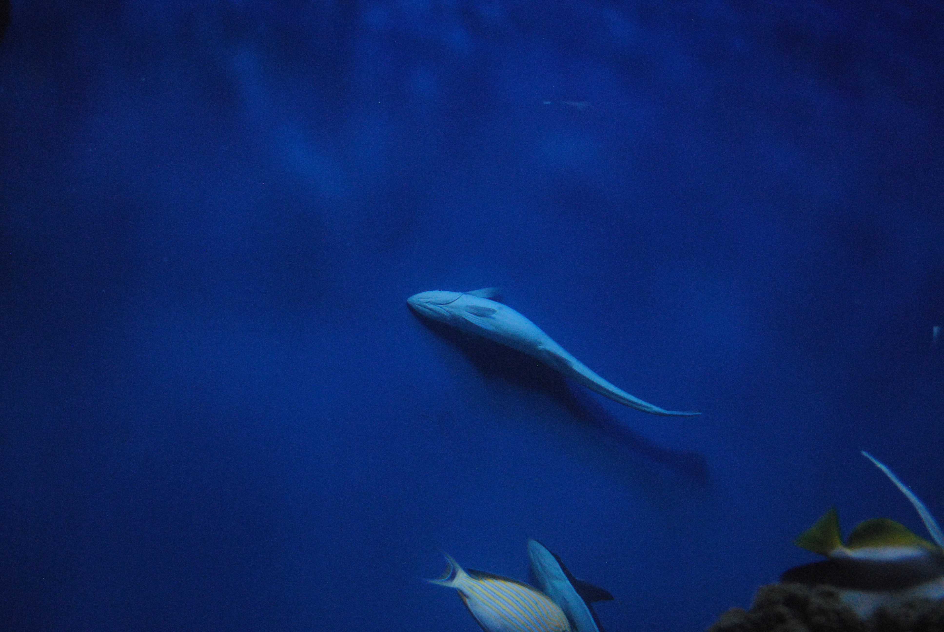 DSC_0595.JPG