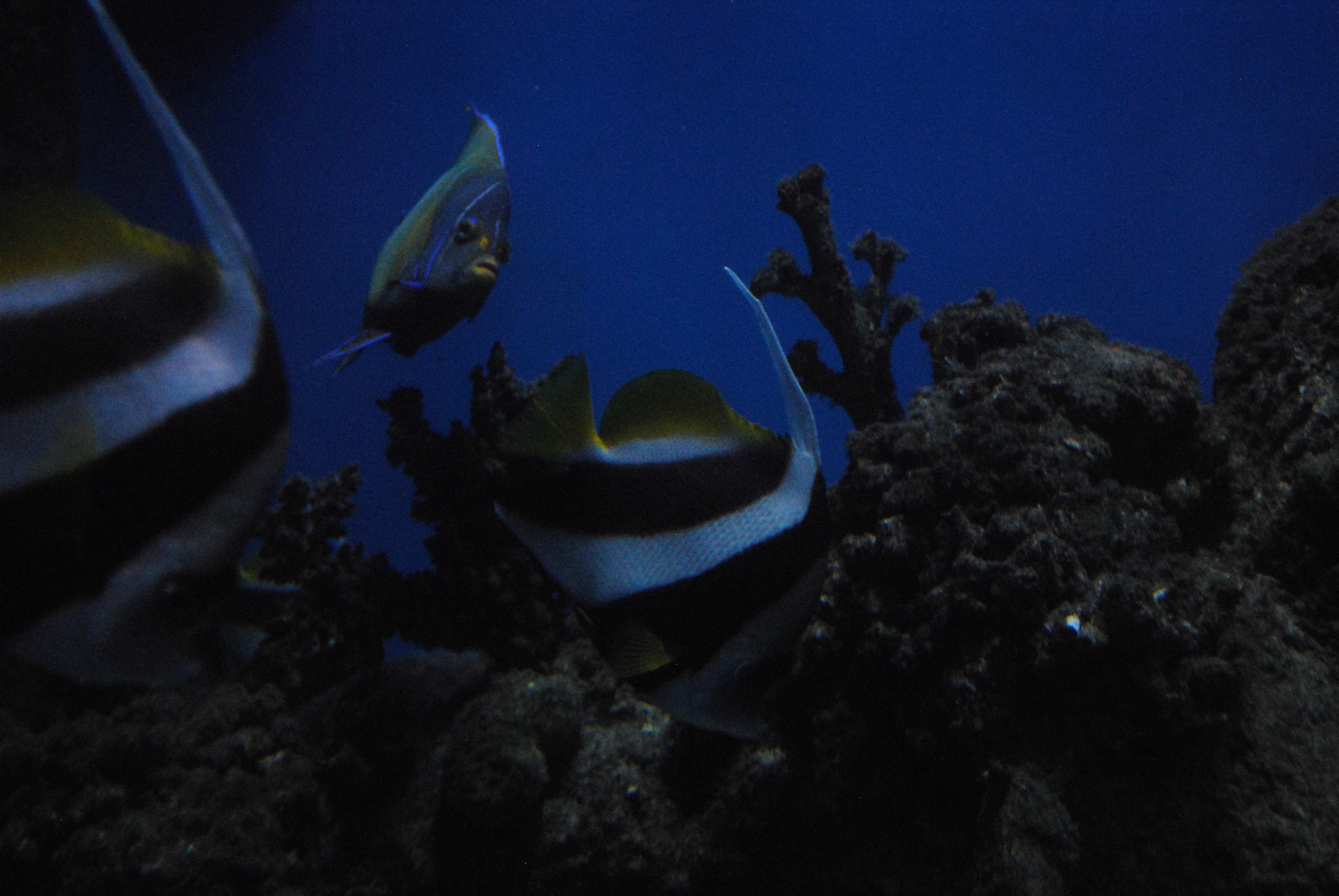 DSC_0597.JPG