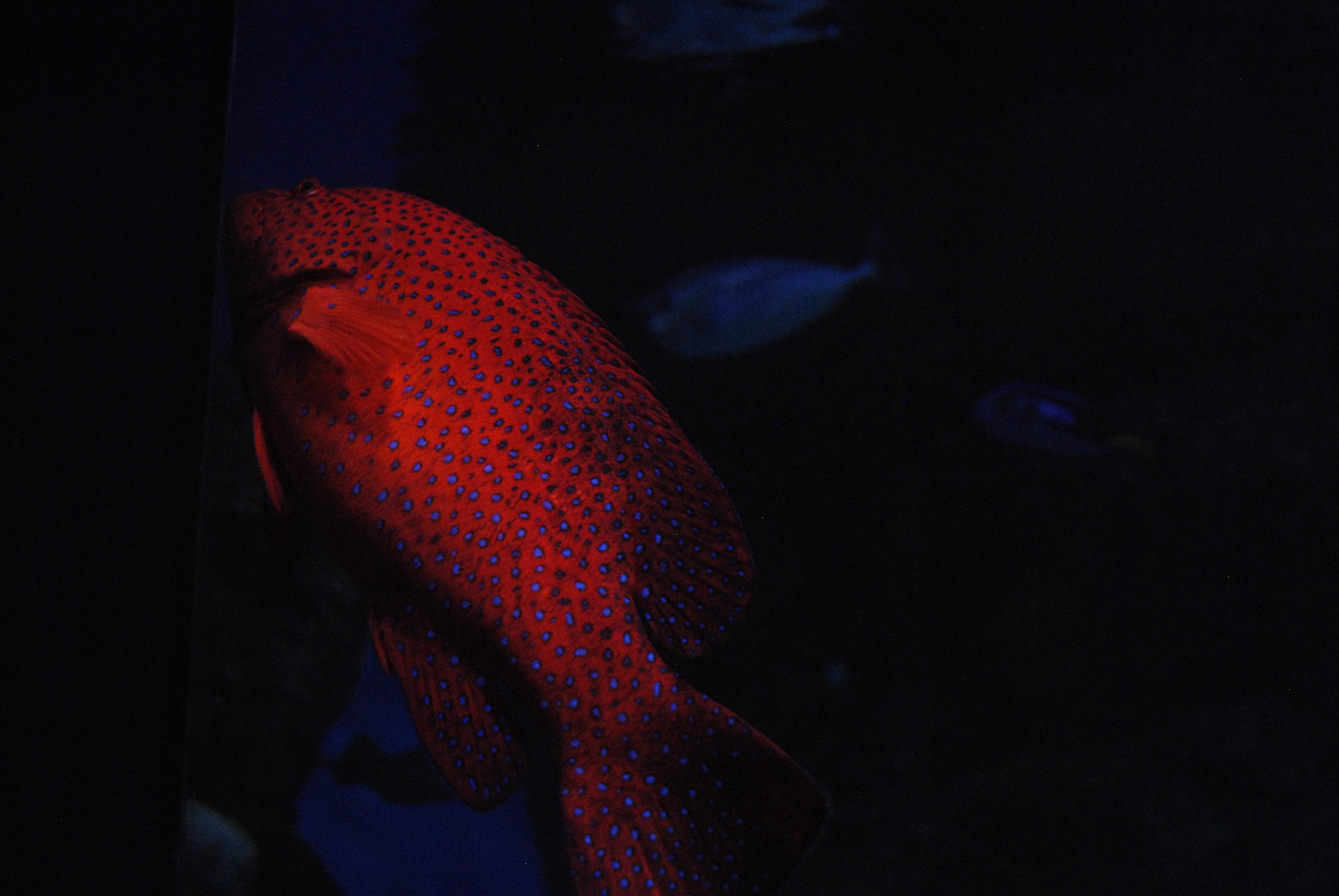 DSC_0599.JPG