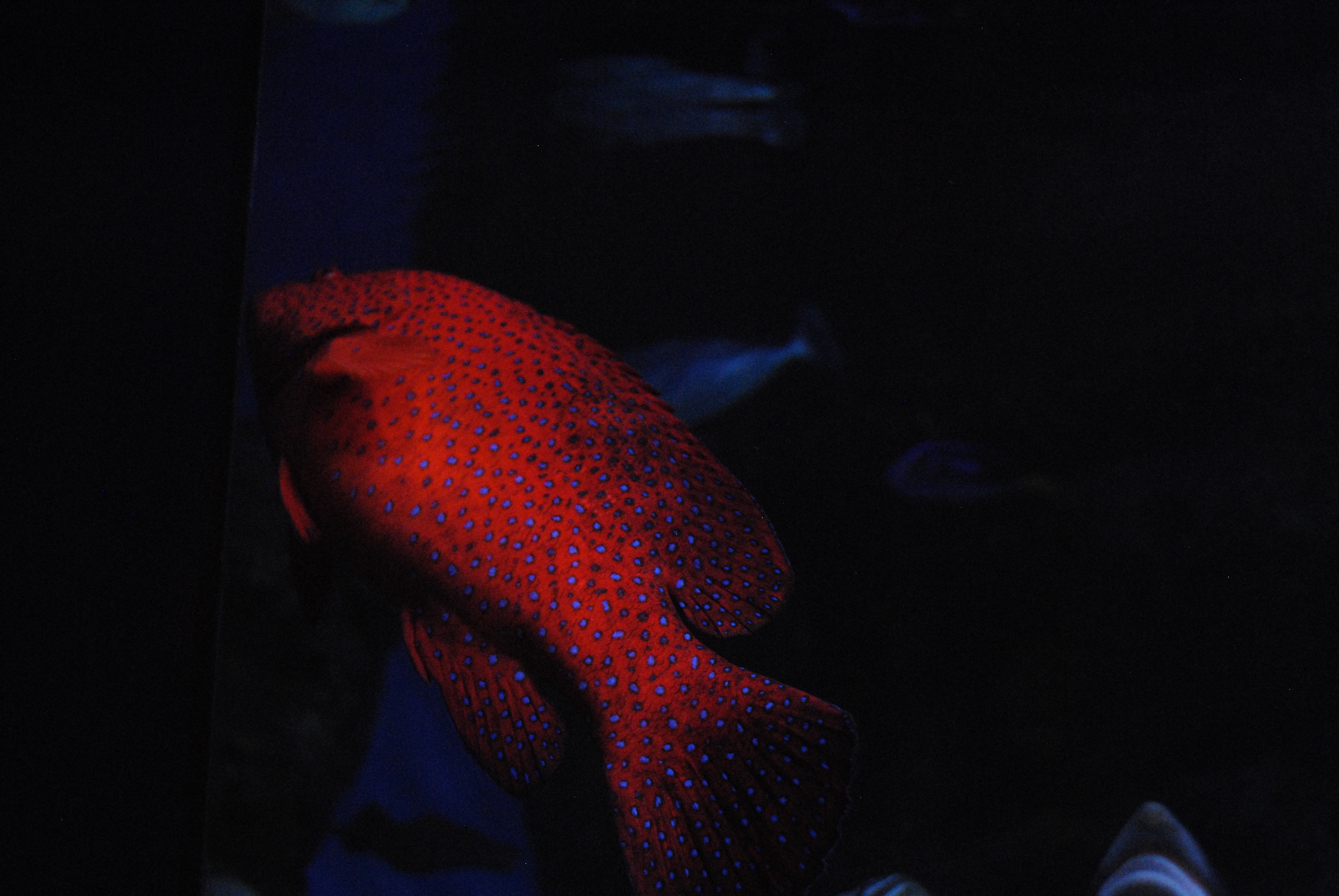 DSC_0600.JPG