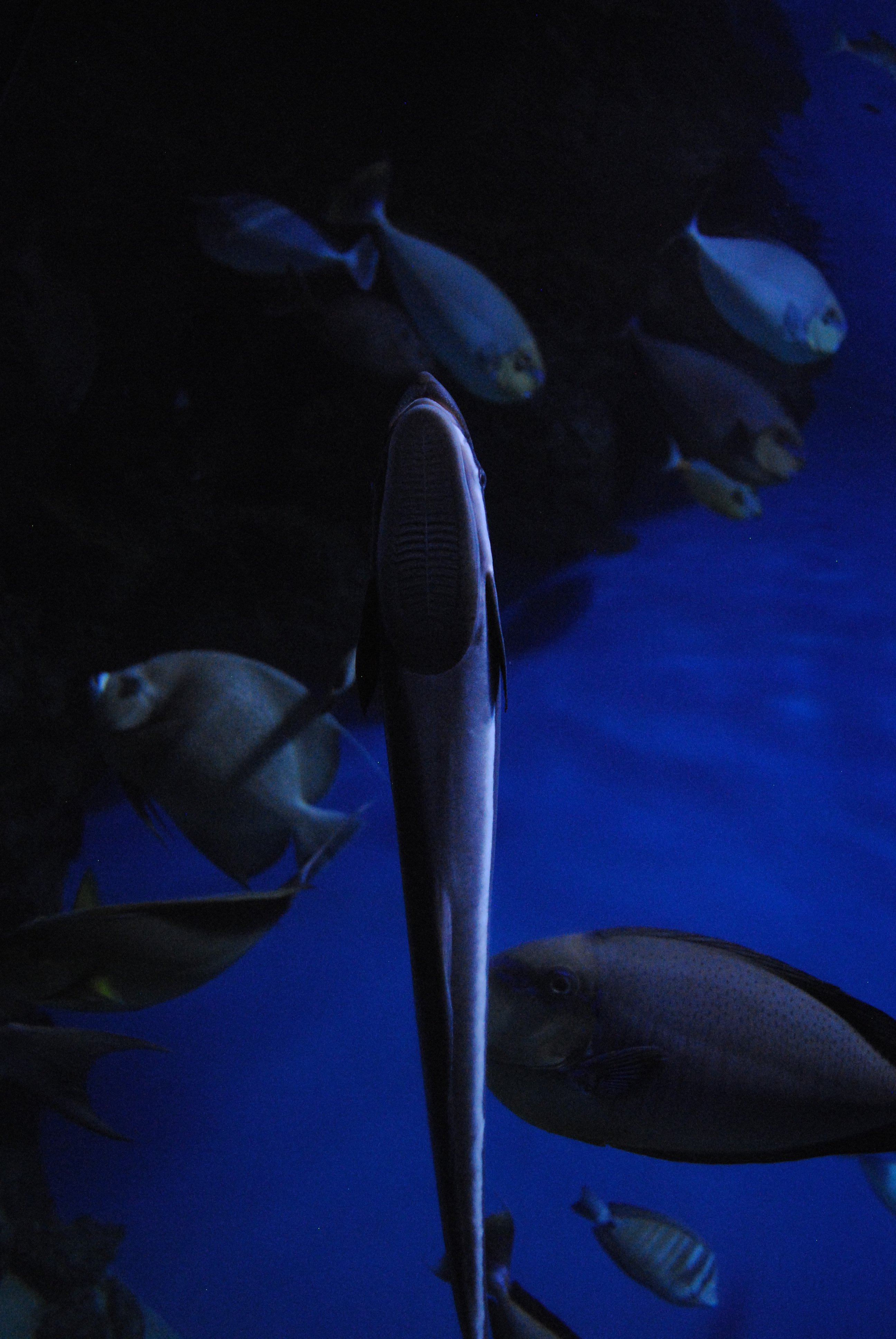 DSC_0601.JPG