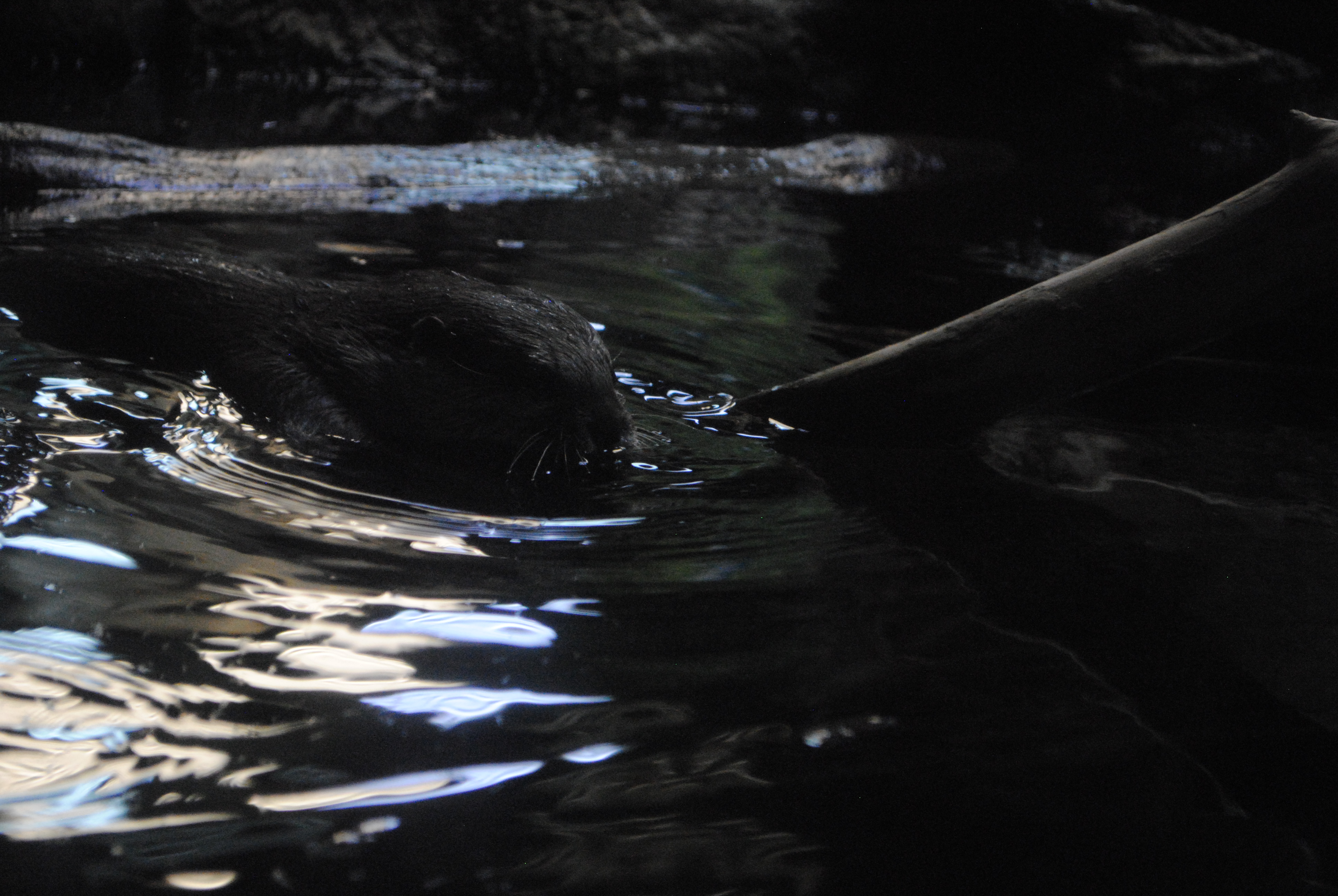 DSC_0606.JPG